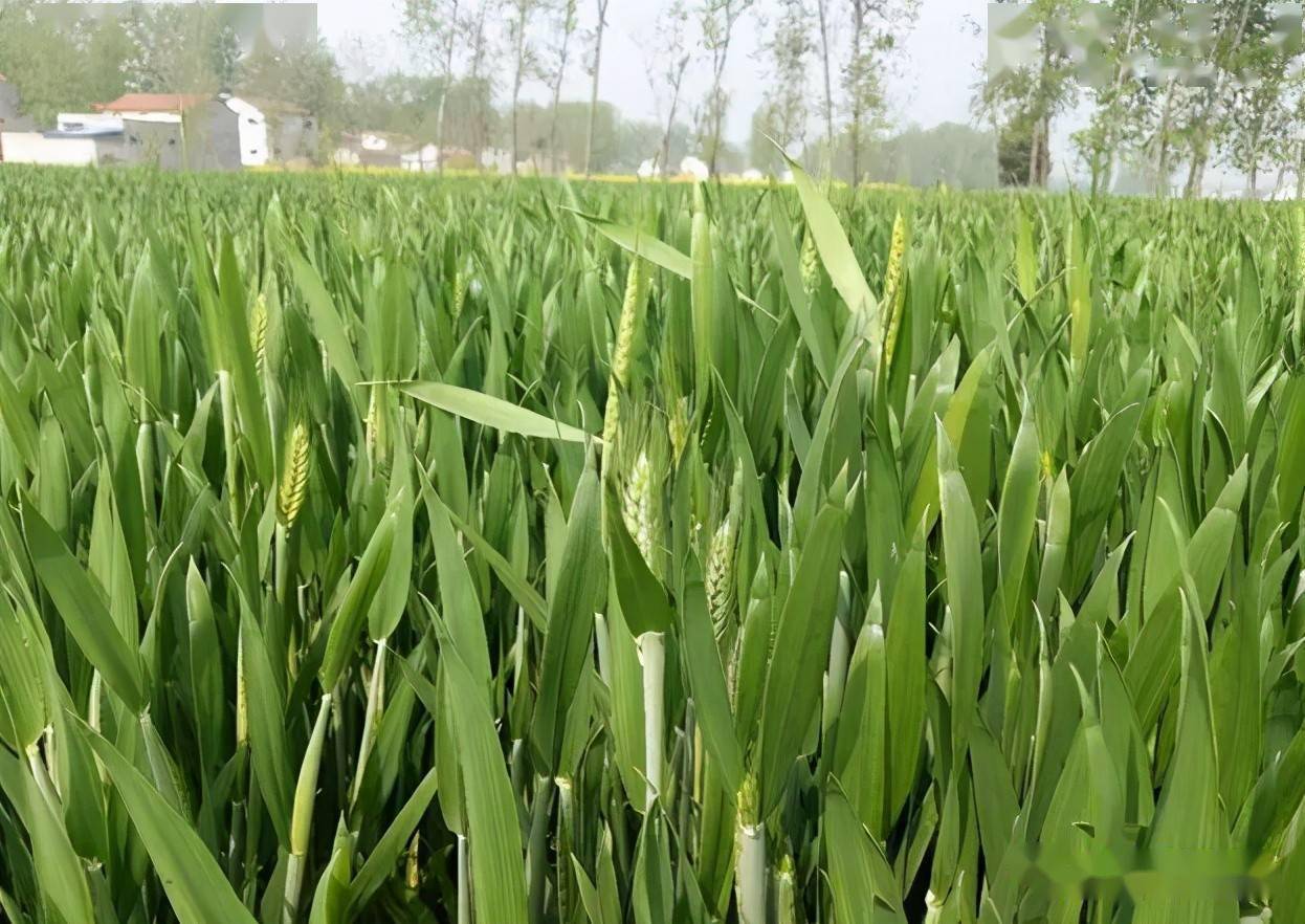 67注意多地小麦发生未出穗现象什么原因