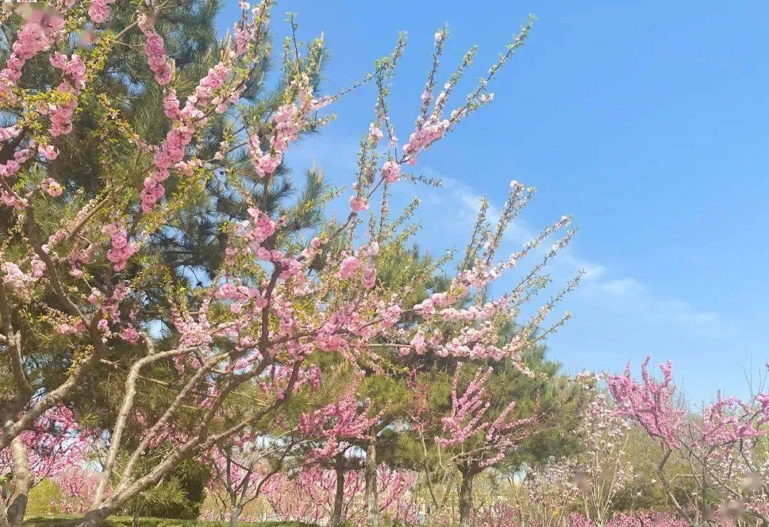 宛如仙境,大兴处处是美景_桃花的