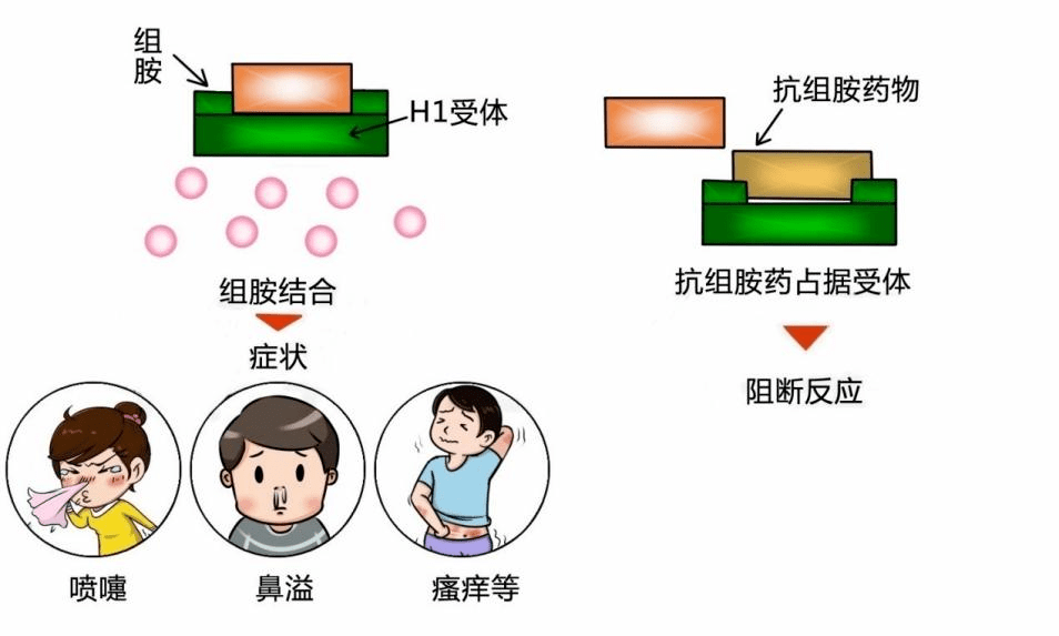 儿童的神经系统正在处于发育的过程中,第二代抗组胺药物的中枢抑