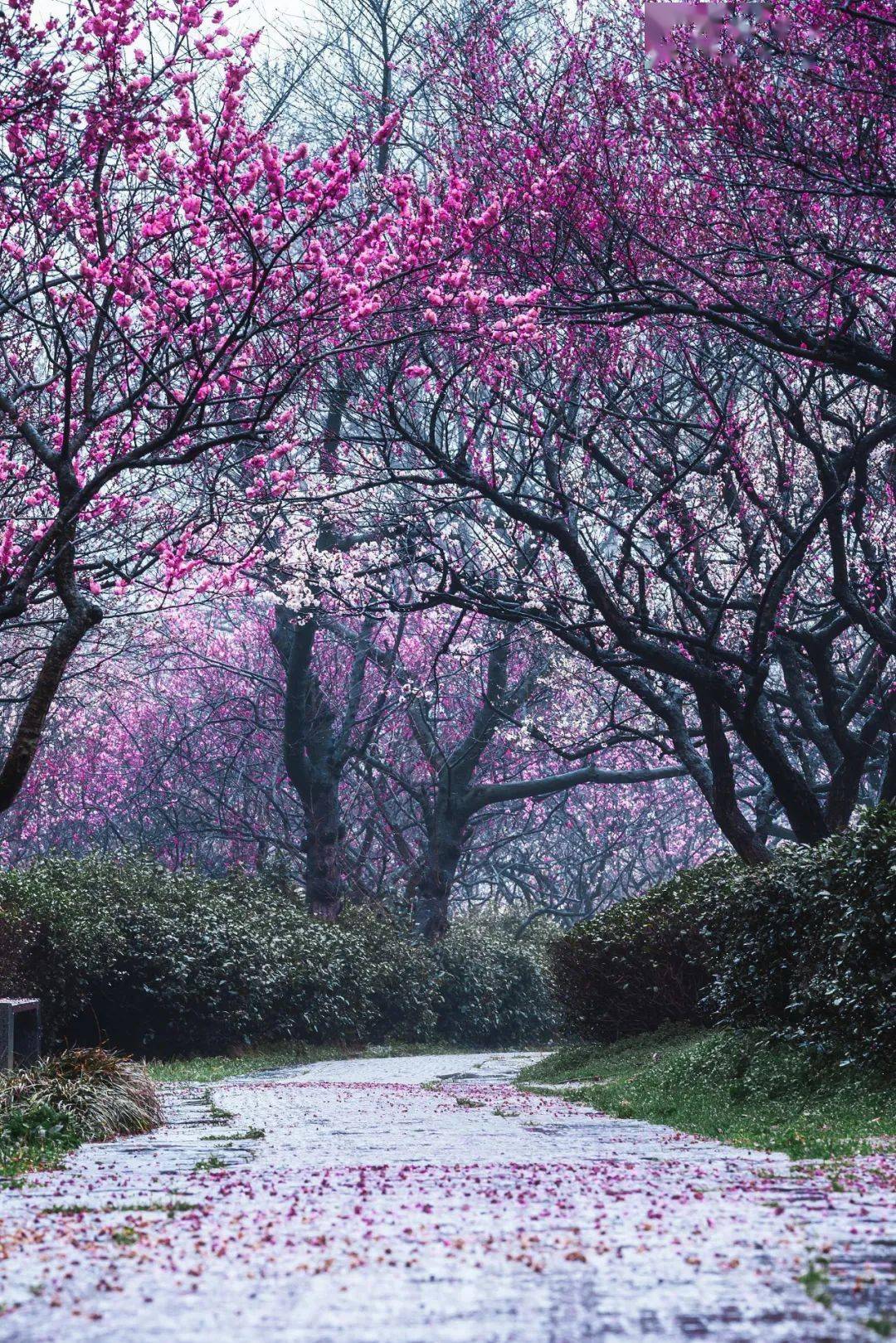 你家的春雨是哪种性格