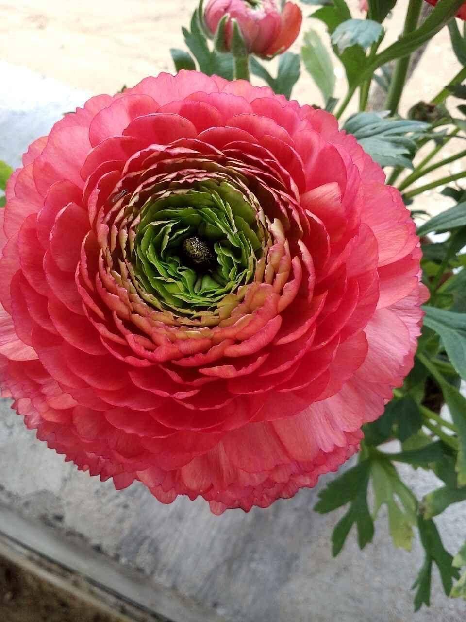 花毛茛怎么养?做好一步,来年又开花,花蕾更多鲜艳亮丽