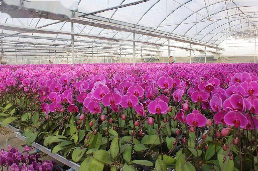 北郎中的新 花样 浇灌出醉美的蝴蝶兰 种植