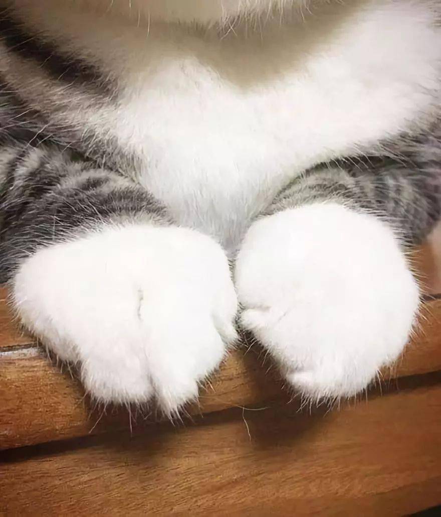 小猫猫,白手套,萌到晕