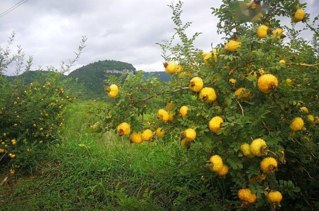 春日里的甜蜜,来自于一片刺梨干