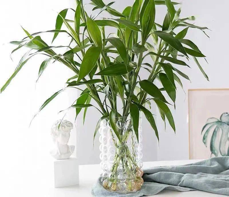 富贵竹怎么养才能更绿更粗更壮 4ba83305a9c840119485fa5586c7a3f7.jpeg