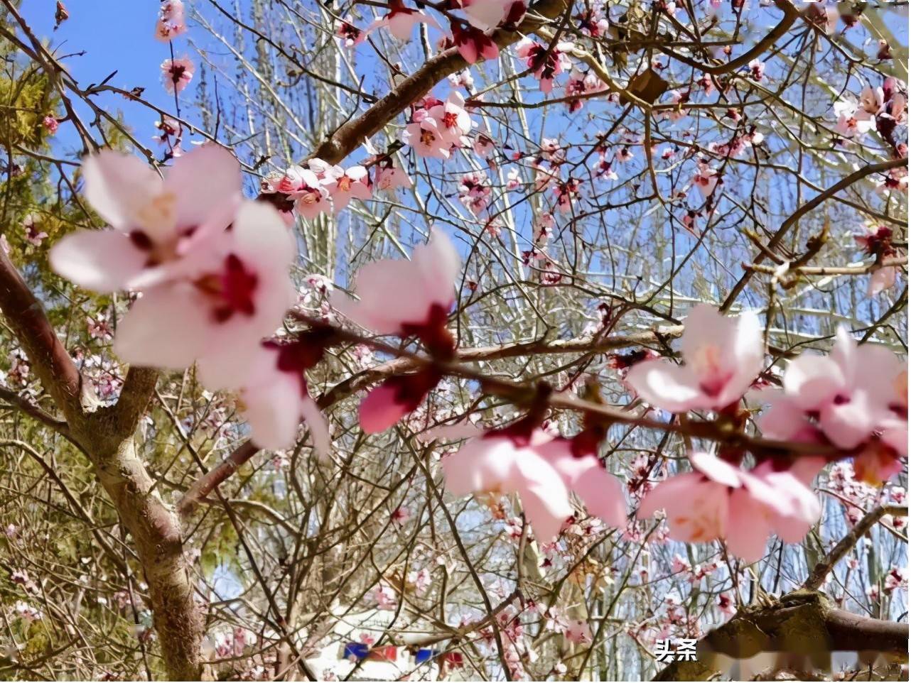 杏花节杏花烂漫吐芬芳快来金佛寺镇邂逅春姑娘吧