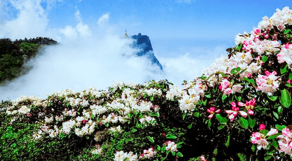 金佛山杜鵑花