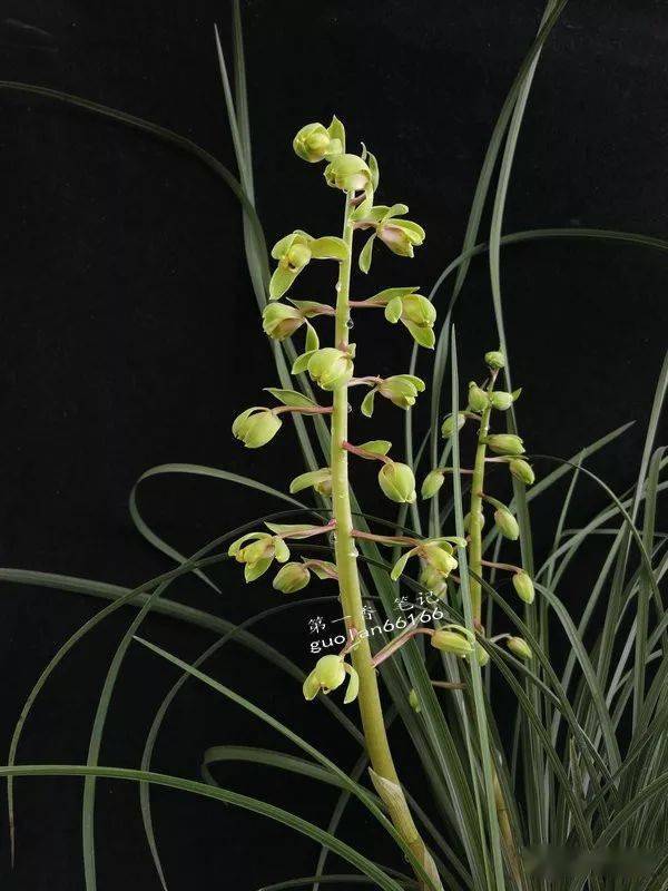 花开欣赏0266气势不凡的蕙兰崔梅