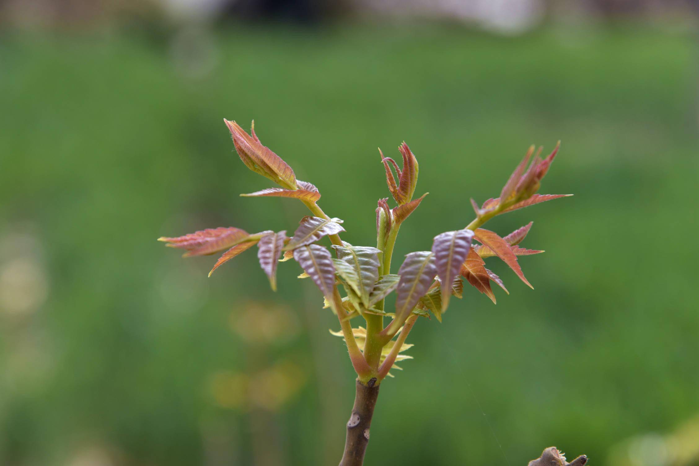 植物椿照片图片