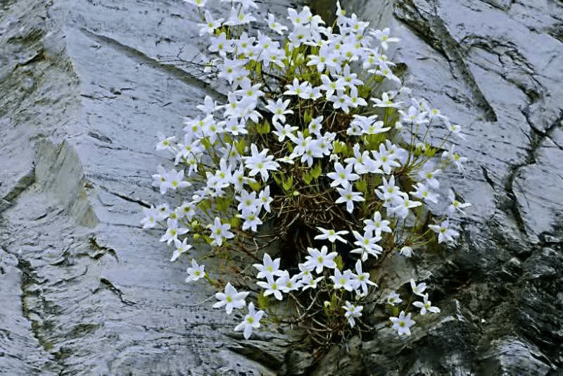 京郊賞花 | 門頭溝的