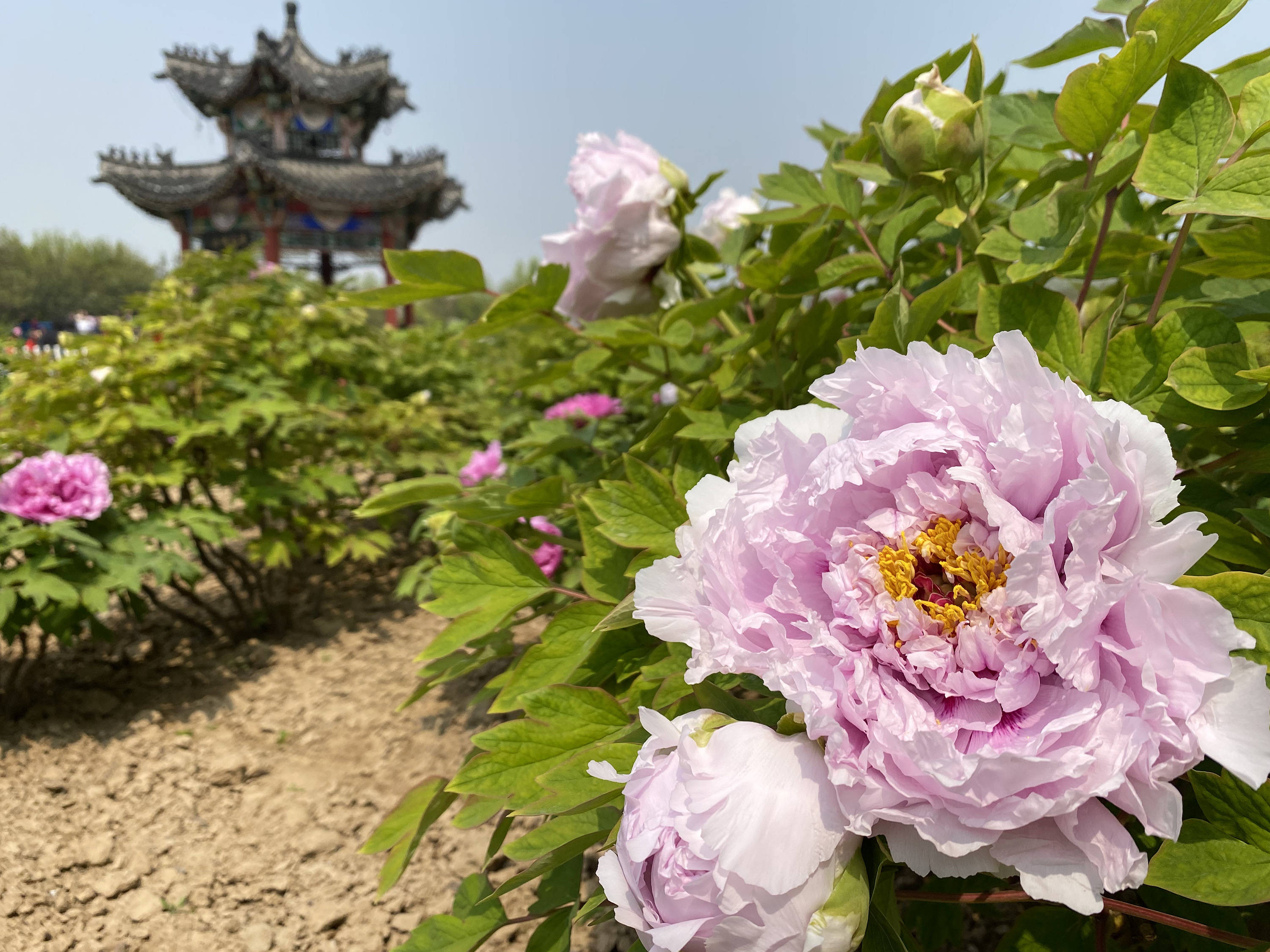 山东菏泽:富贵花迎八方客_牡丹