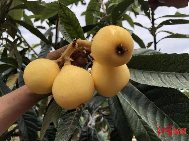 全球独有的四川春花枇杷拿到身份证了