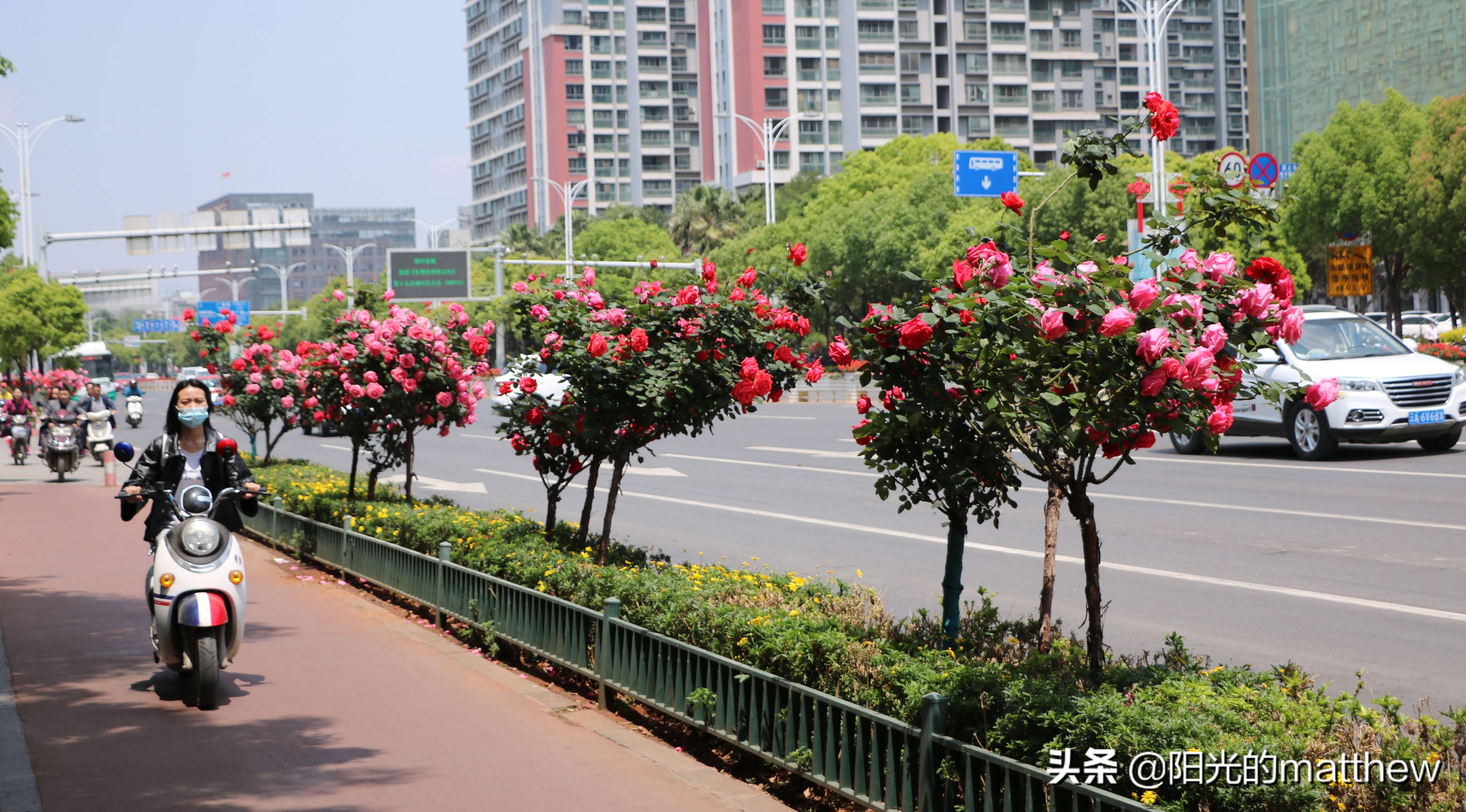 昆明街头广福路月季花盛开姹紫嫣红成了一道风景