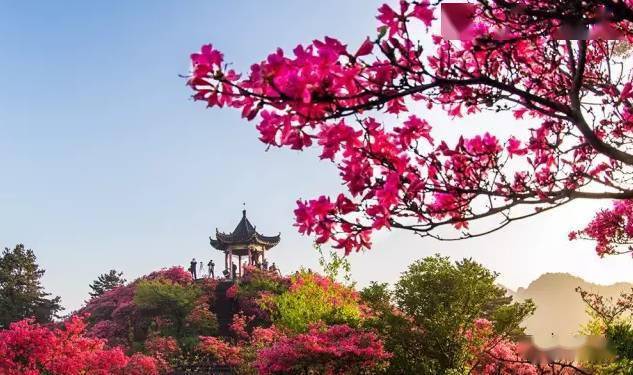 麻城龟峰山杜鹃花期发布