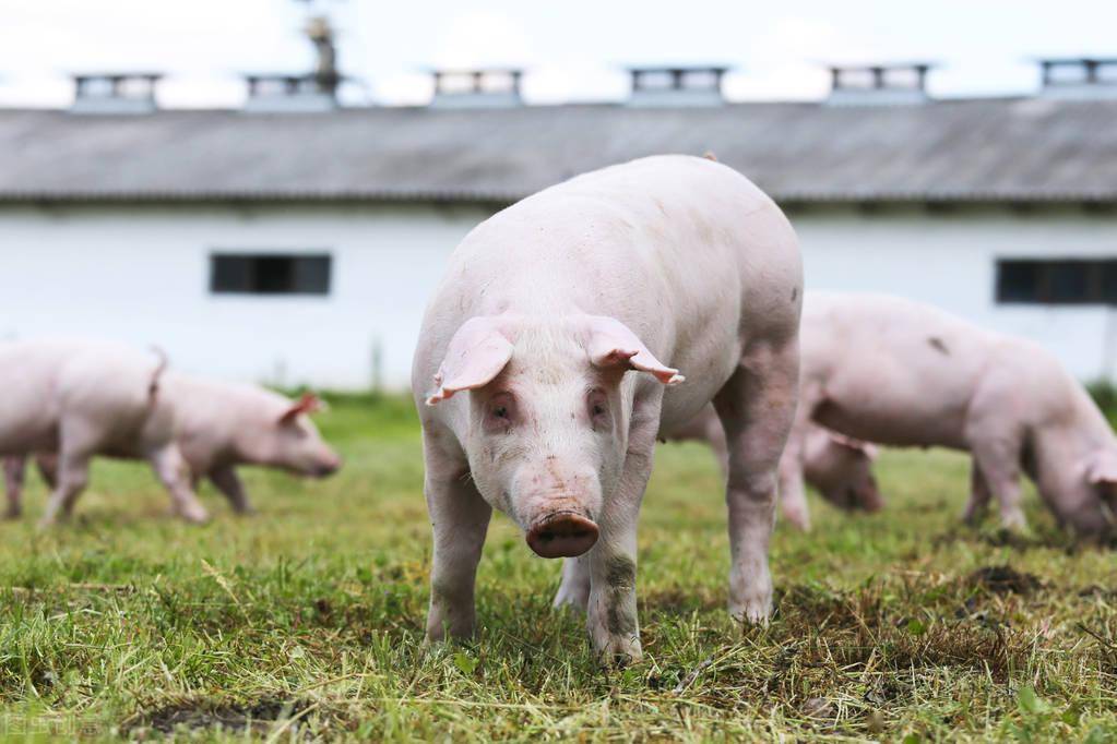 农家散养的猪与养猪场的猪到底有什么不同?有这8点,大家补充