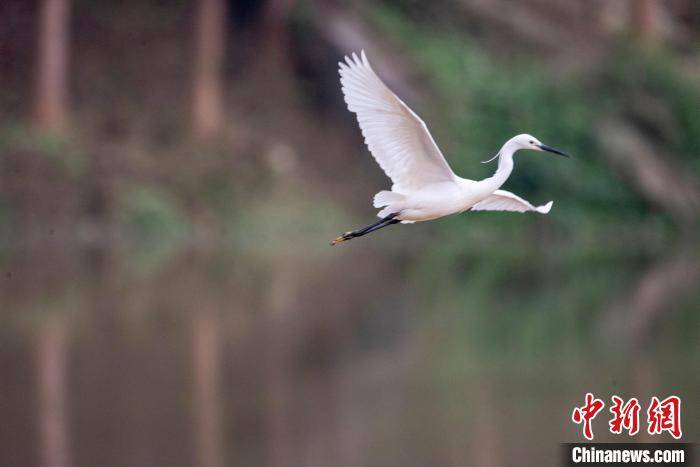 生态环境改善 广西梧州市玫瑰湖湿地公园成白鹭栖息家园