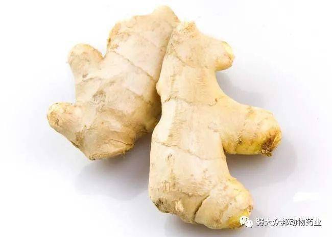 养鸡课堂 花椒 生姜在养鸡中的妙用 病症