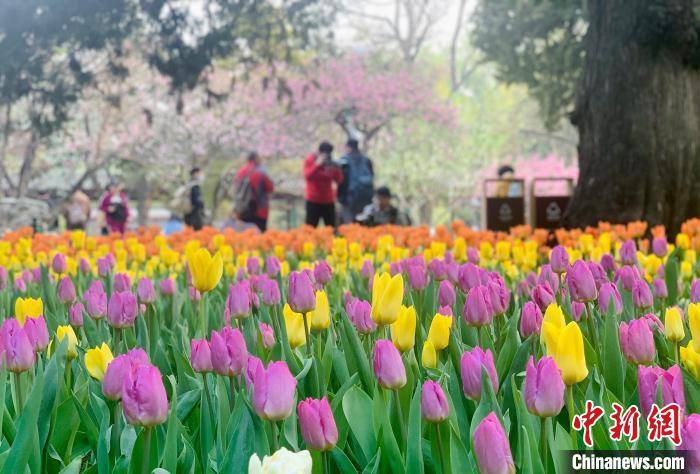 北京中山公园将举办郁金香花展 95个品种25万余株花卉亮相