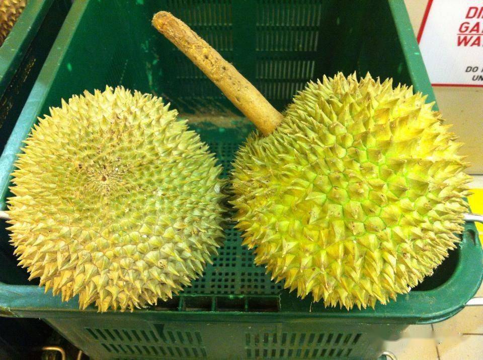 榴莲品种排行_未来5年泰国将成为榴莲第一生产大国,预计后期出园价格上涨