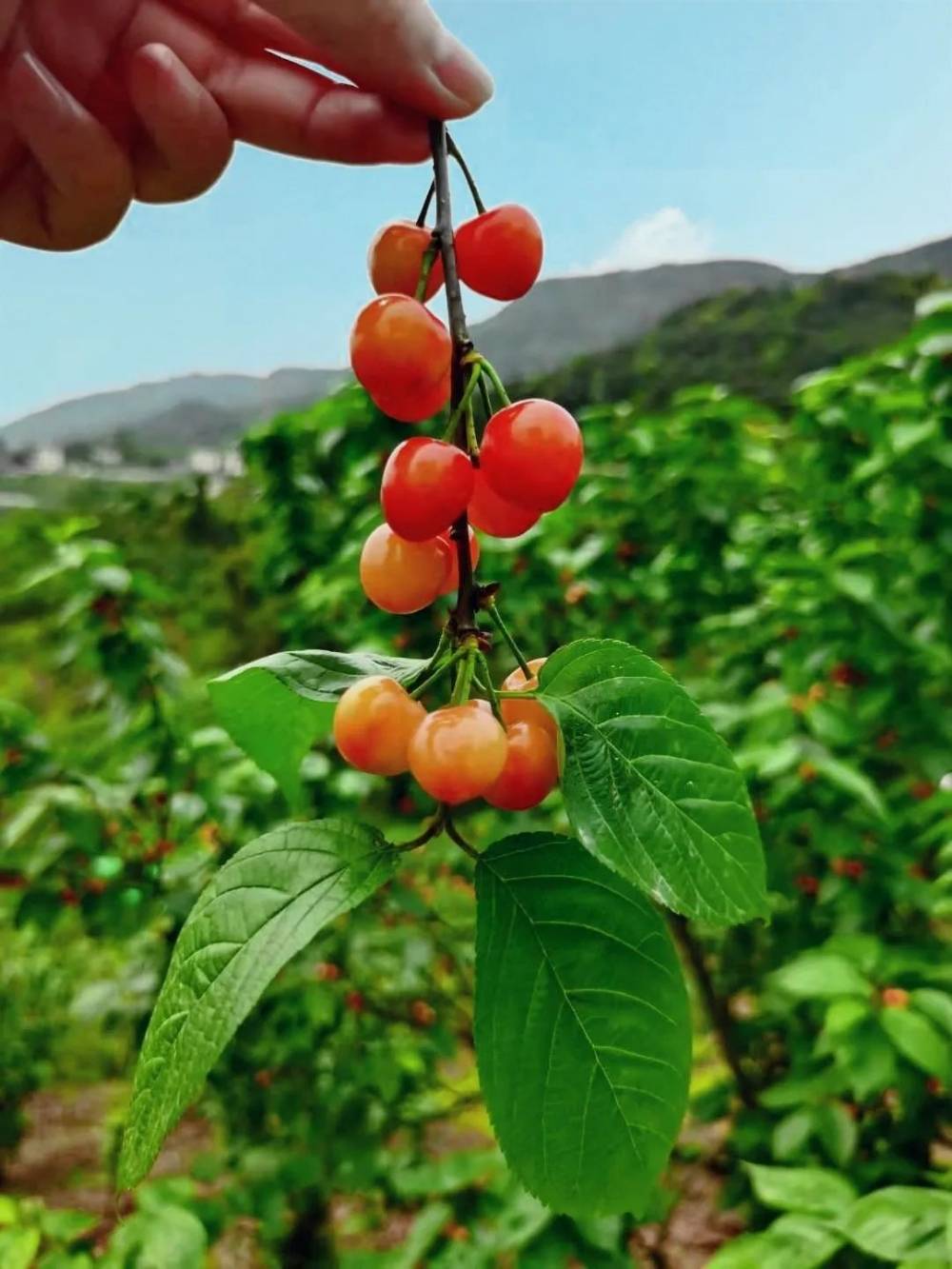 圖源 | 渝北文旅玉峰山櫻桃基地佔地面積約1000畝,這裡的櫻桃得益於