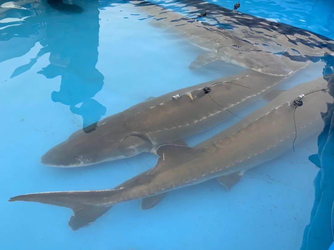 这是中国长江三峡集团中华鲟研究所实施的第64次中华鲟放流,放流2009