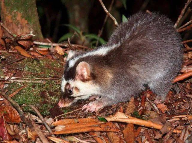 在农村有一种罕见动物外形像老鼠尾巴很长放的屁很臭