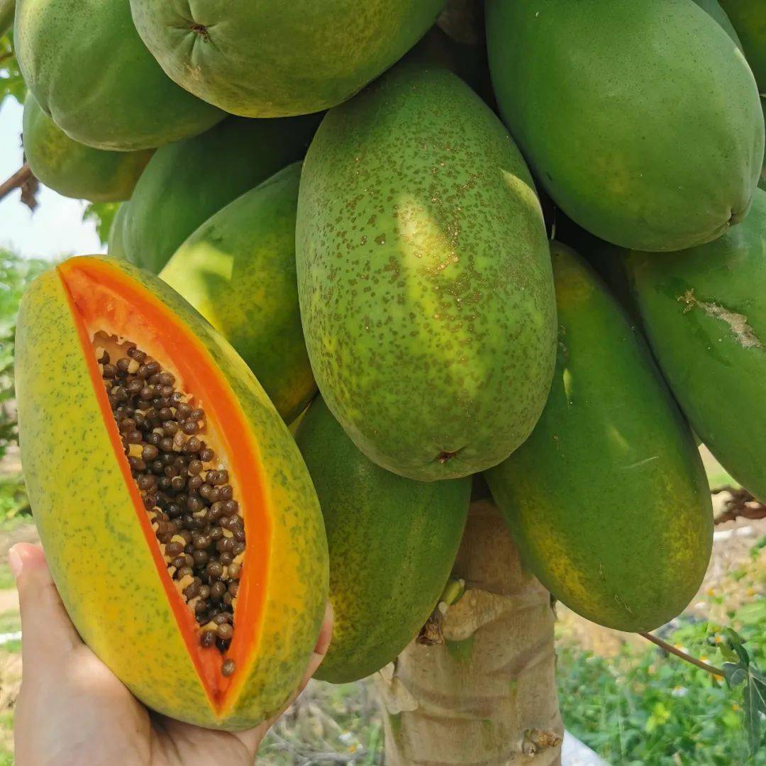 雷州木瓜被低估的水果大咖
