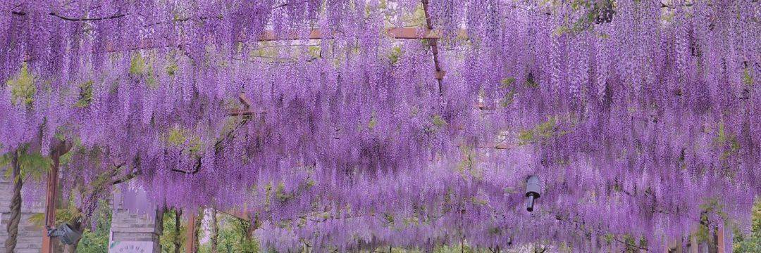 成都周边的「紫藤花长廊」，误入紫色秘境！