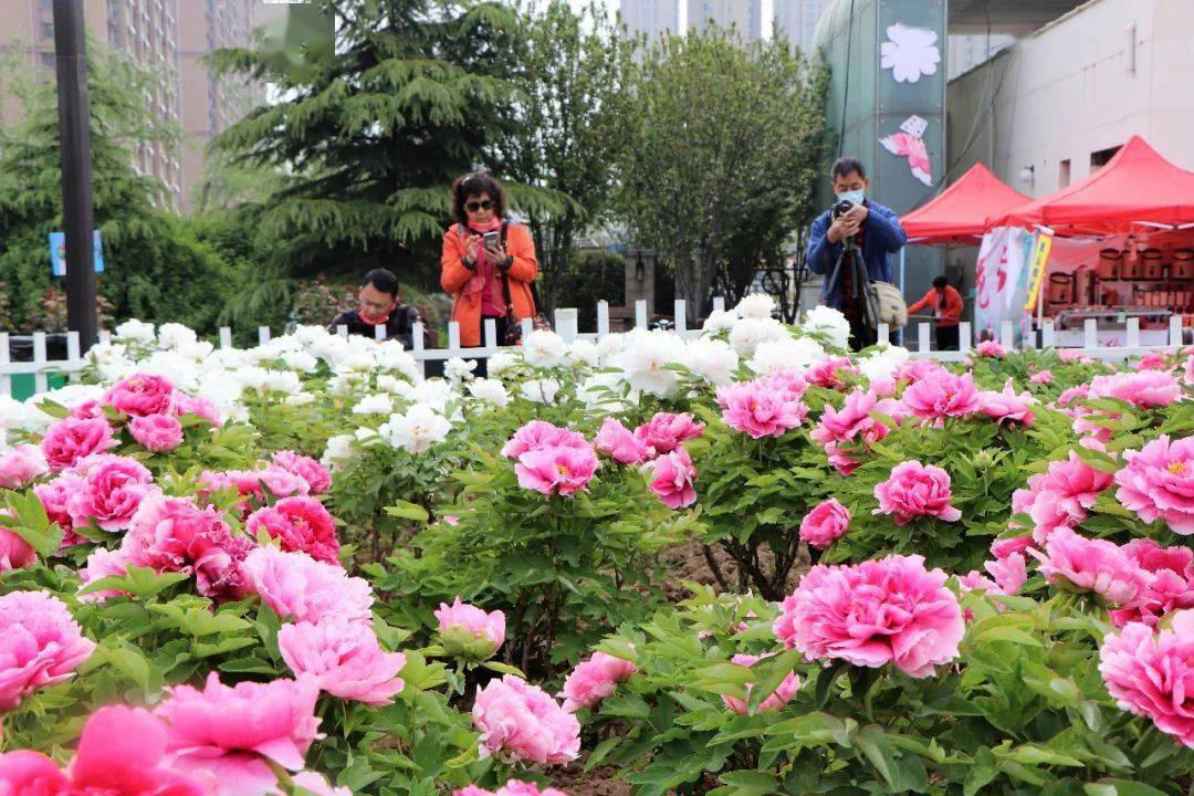 来菏泽送您一朵牡丹花