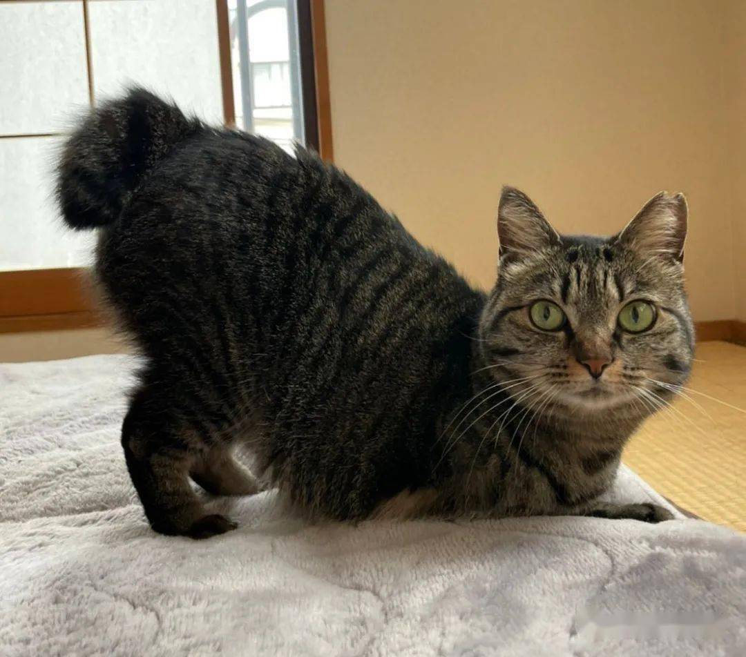 猫咪超爱撅性感屁屁对准奴才眯眼怒瞪还不快来摸我