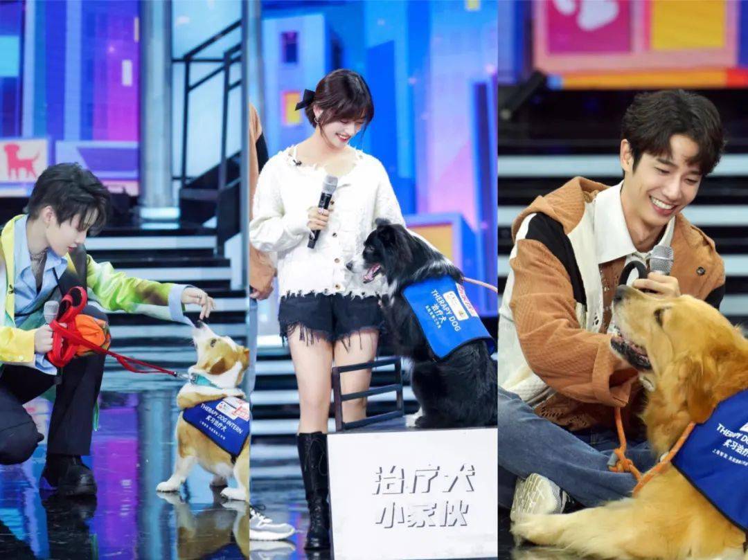 锁定今晚天天向上功勋犬冰洁来了