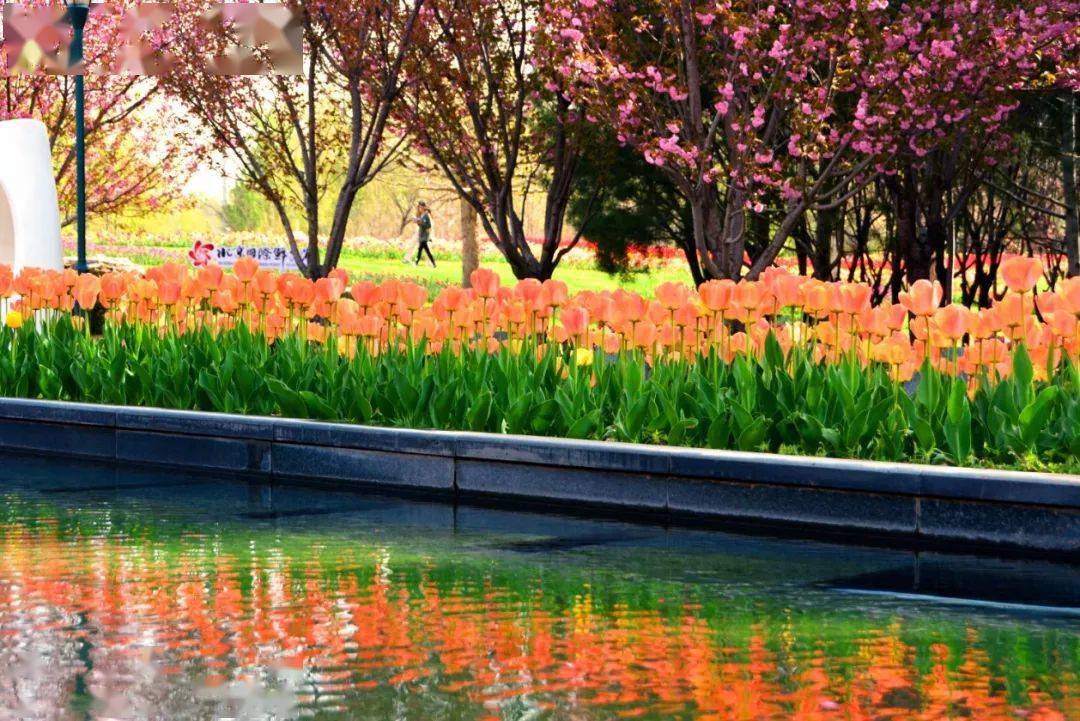 进入盛花期的鲜花港简直太美了