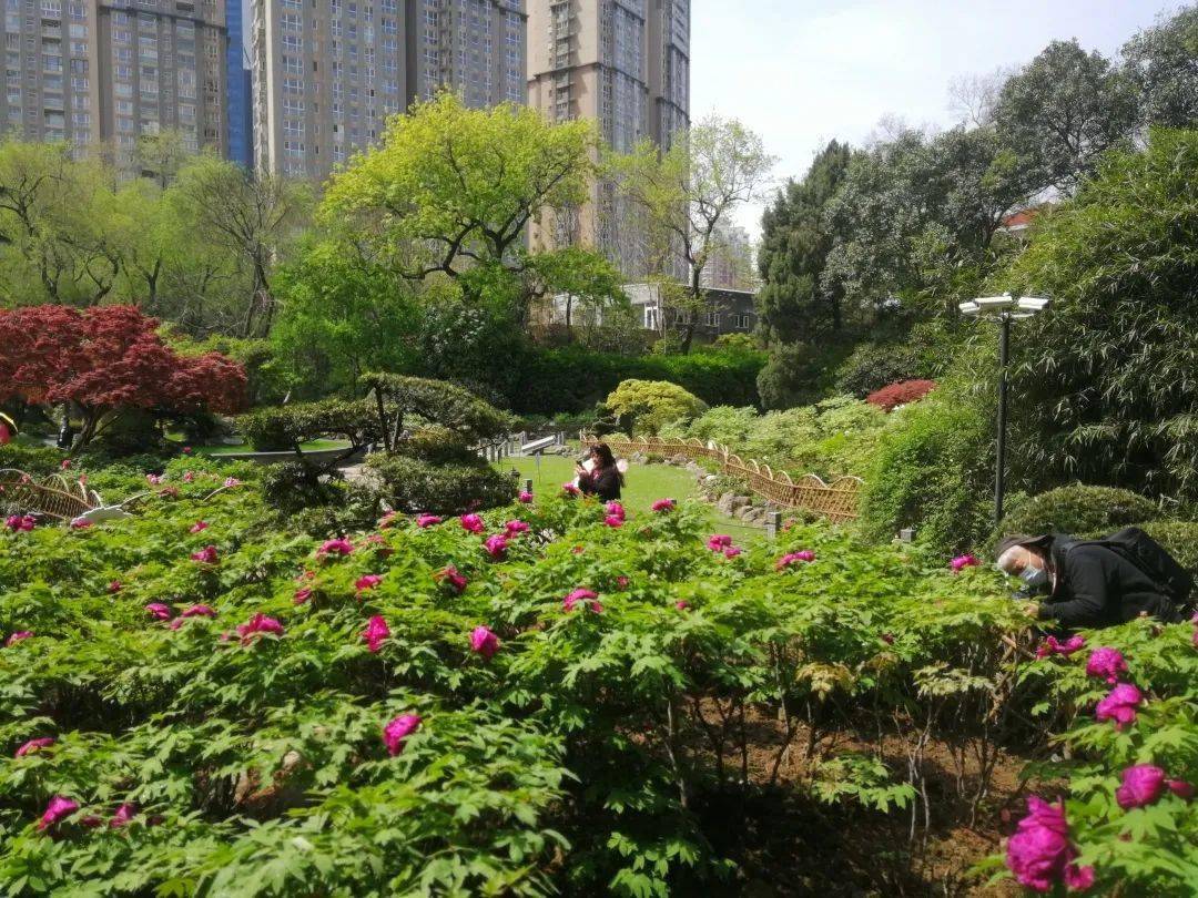 百花丛中最鲜艳中山公园的牡丹花开得可美了