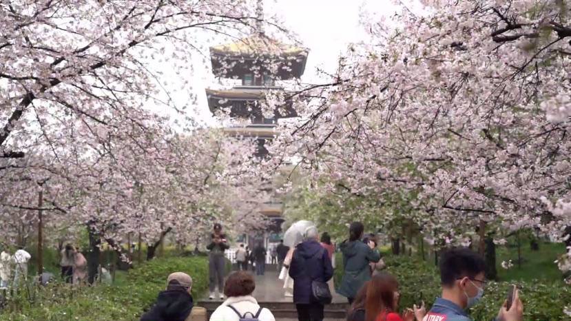 接待游客逾100万人次 上海樱花节落幕