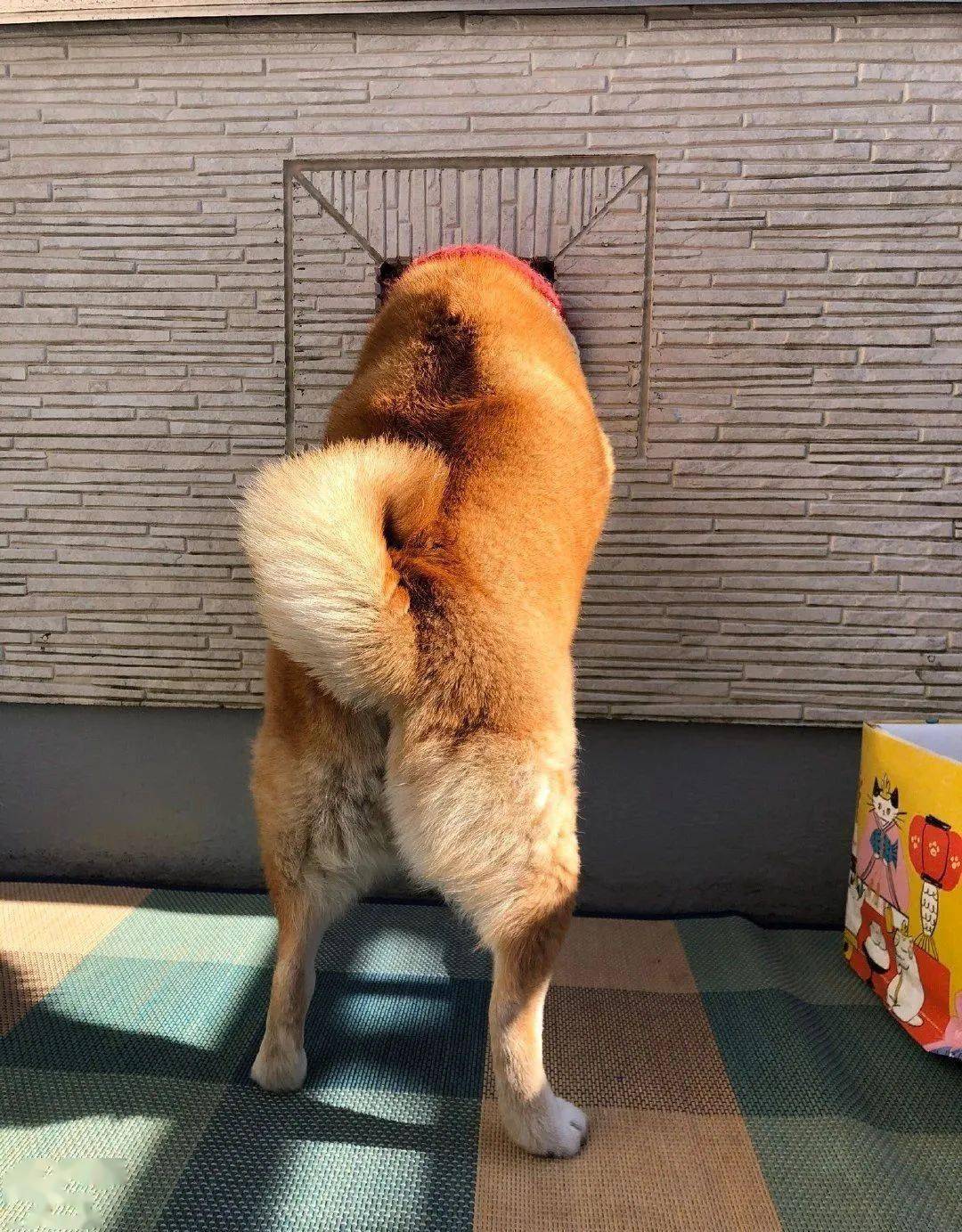 柴犬见主人出门,卡洞哭脸目送,网友心疼坏了.