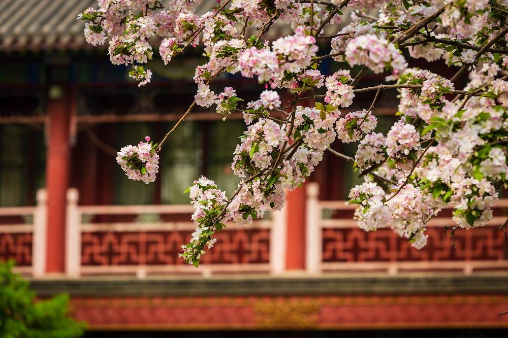 北京中山公园海棠花进入最佳观赏期 游人如织