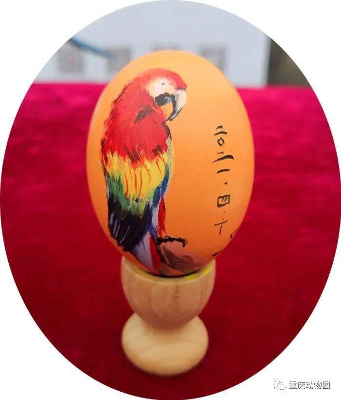活动动物园爱鸟周活动精彩纷呈咦这是什么蛋
