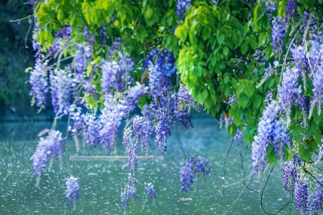 人间最美四月天 紫藤绽放花如瀑 松江最浪漫的地方在这里 栽培