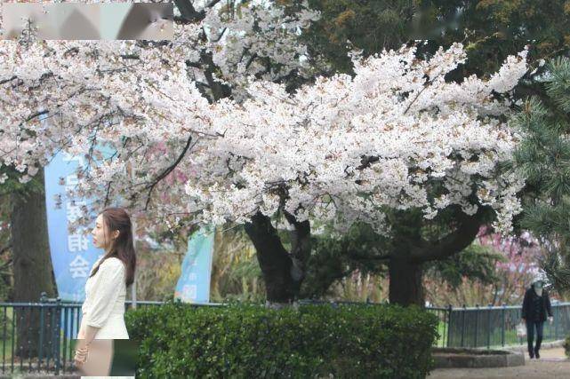 一场风雨后 青岛中山公园的樱花更美啦