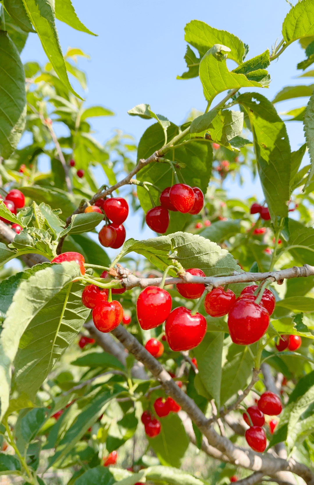 新品种玛瑙樱桃落户西昌02新产业助力乡村振兴