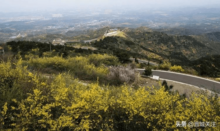 晋城晋普山上连翘花正在盛开太壮观了