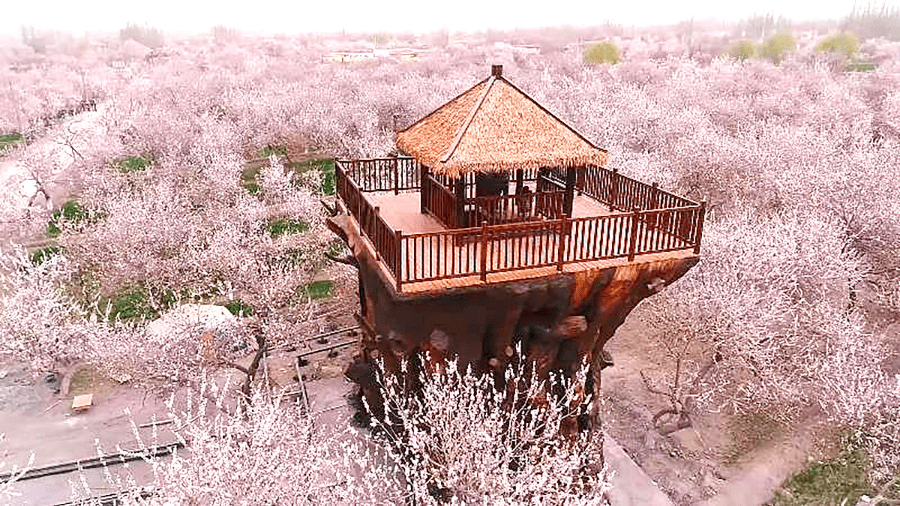 近年来,古勒巴格村大力发展巴仁杏产业,打造集观光,旅游,休闲,采摘为