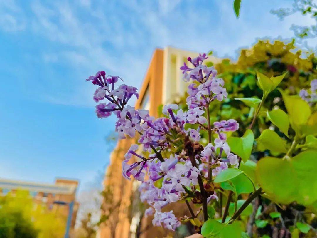 校园开放日 乐享 英 花绚烂 静听百变花 语 活动