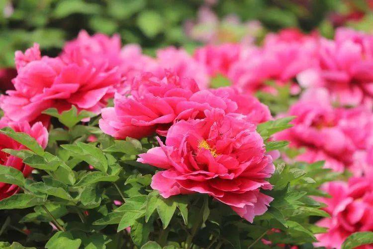 现在去看刚刚好,济宁这2个牡丹园惊艳上线↘