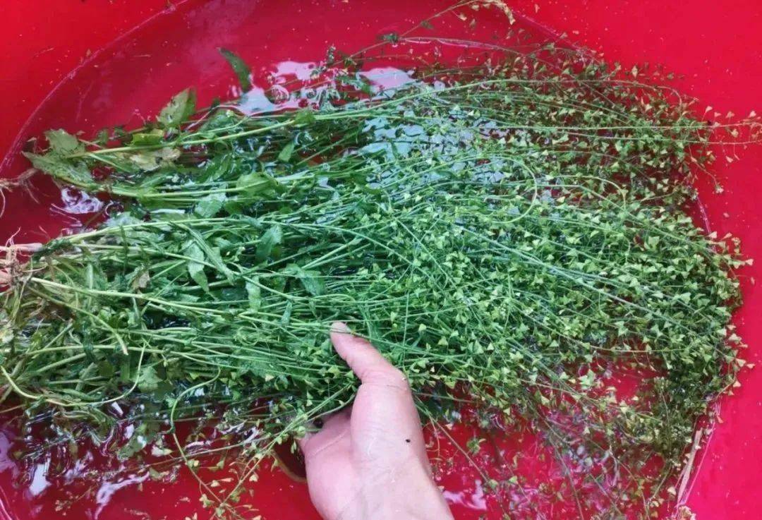 采摘的时候一定要连根一起 因为荠菜的根能"主治目涩痛 可以使地菜的