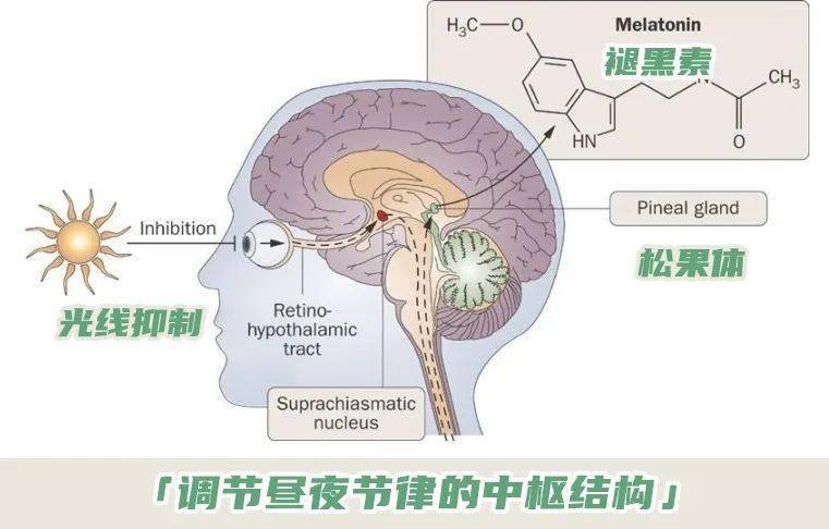 都会导致褪黑素分泌不足,造成入睡困难,这时候适当补充褪黑素是可以