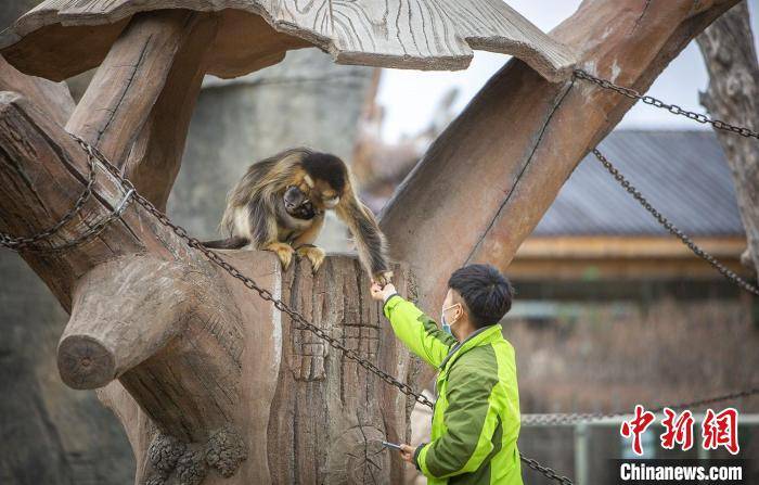 龍沙動植物園金絲猴添丁 實現高緯度地區連續繁育_齊齊哈爾