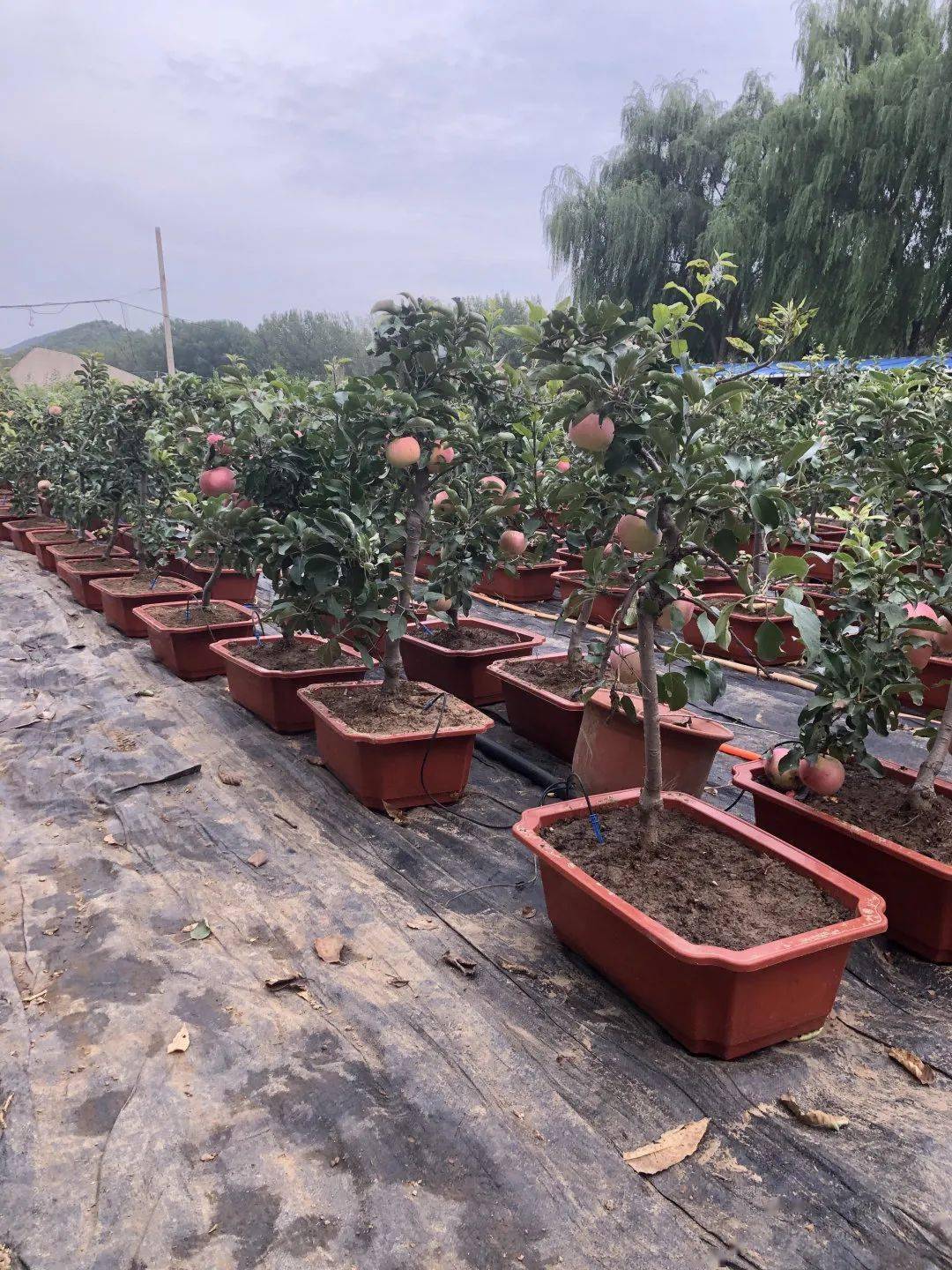 蓬勃发展的顺义农民专业合作社——北京兴绿发果品专业合作社_果树