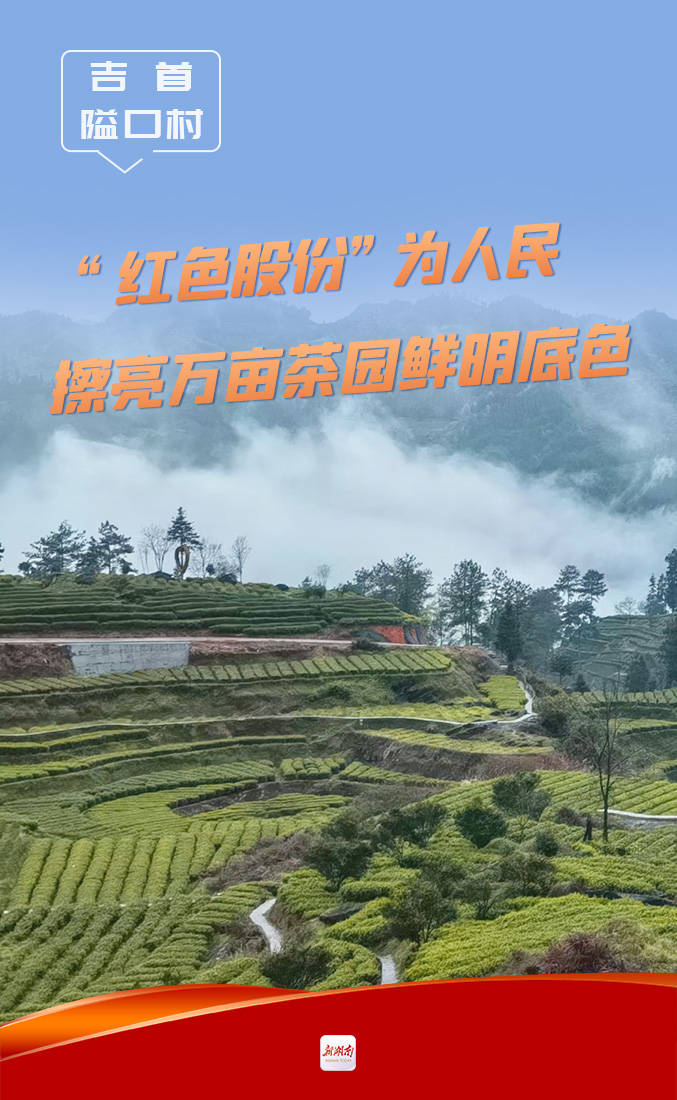 吉首隘口村红色股份为人民擦亮万亩茶园鲜明底色
