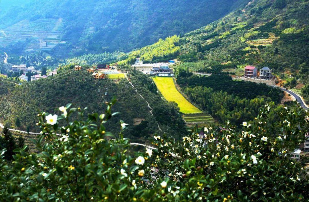 产业资讯 || 常山山茶油多项工作获认可_油茶